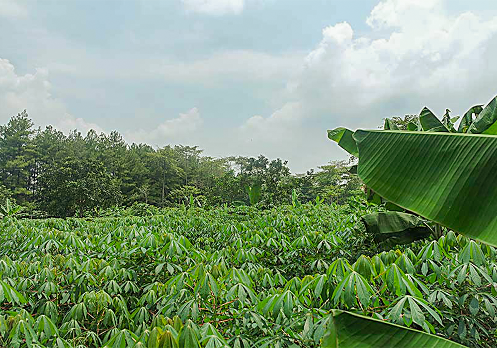 TANAH DI KOTA BOGOR - NPL214-18 di Bogor, Jawa Barat - J Trust Investments Indonesia